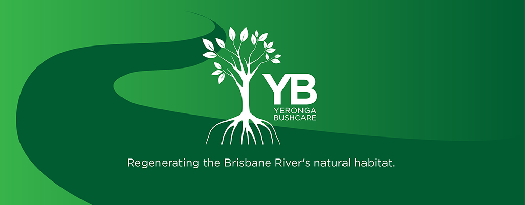 Yeronga Bushcare