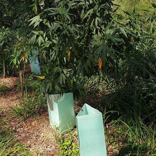 bushcare8 bushcare8